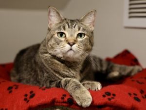 Tula, Adult Female unknown