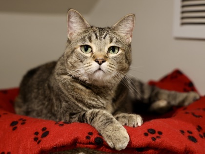 Tula, an adoptable Domestic Short Hair in Hastings, MN, 55033 | Photo Image 1