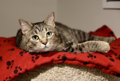 Tula, an adoptable Domestic Short Hair in Hastings, MN, 55033 | Photo Image 2