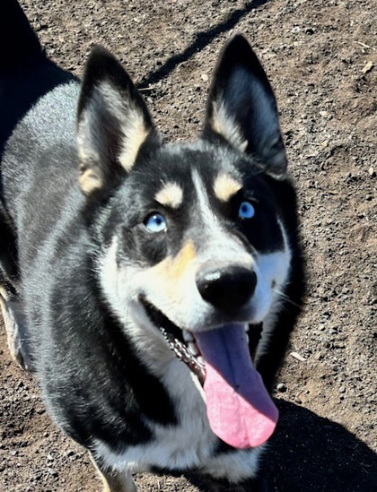 Tanner, an adoptable Siberian Husky, Mixed Breed in Pendleton, OR, 97801 | Photo Image 1