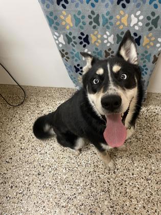 Tanner, an adoptable Siberian Husky, Mixed Breed in Pendleton, OR, 97801 | Photo Image 2