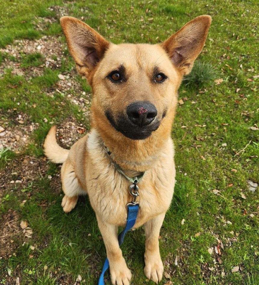 Helix, an adoptable Shepherd in Yreka, CA, 96097 | Photo Image 1