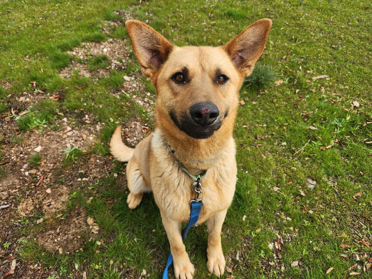 Helix, an adoptable Shepherd in Yreka, CA, 96097 | Photo Image 2