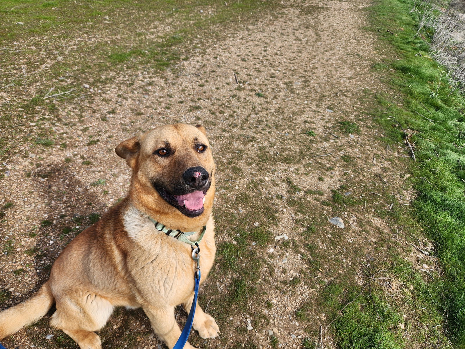 Helix, an adoptable Shepherd in Yreka, CA, 96097 | Photo Image 3