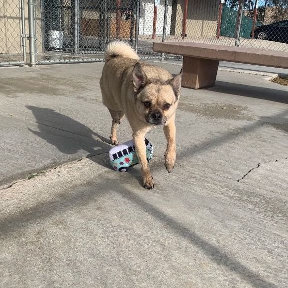 Dog for adoption Spyro a Pug Mix in Twentynine Palms CA