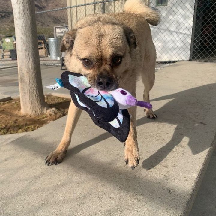 Dog for adoption Spyro a Pug Mix in Twentynine Palms CA