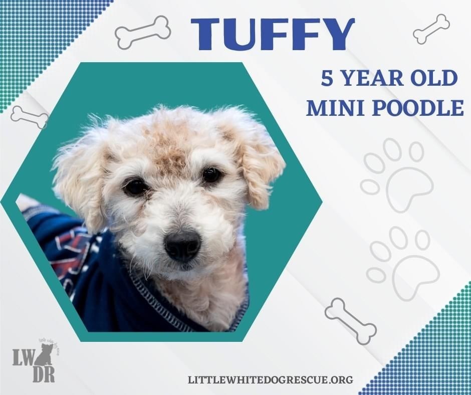 Poodle Mix - Tuffy