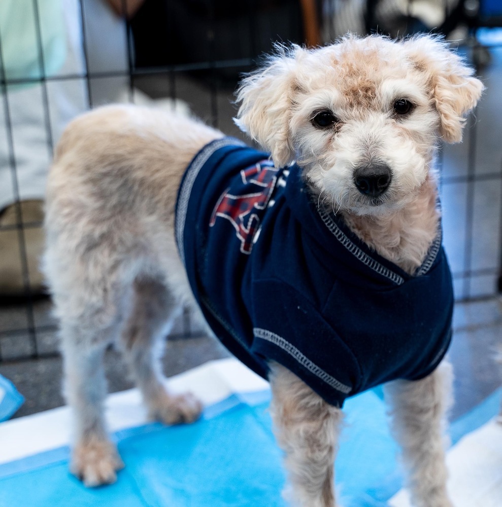 Poodle Mix - Tuffy