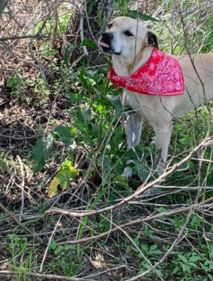 Dog for adoption - Milk Dud -Gentle Cuddle Bug, a Labrador Retriever ...