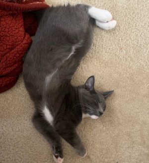 Moonie Tuxedo Cat