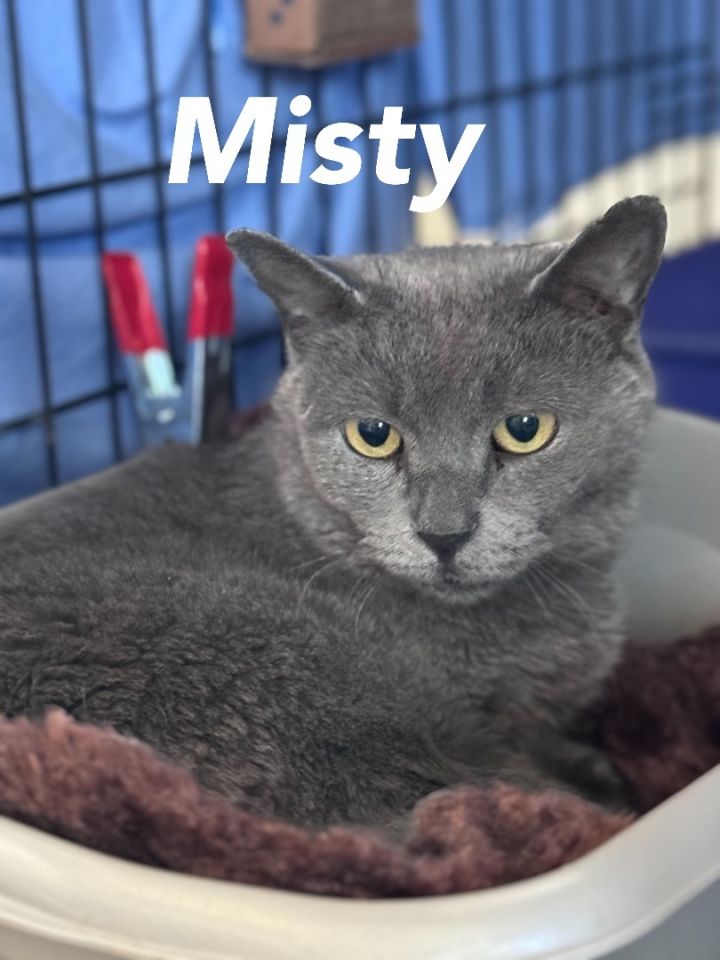 Misty, Willow Grove Area (FCID# 02/22/2024-112) 1