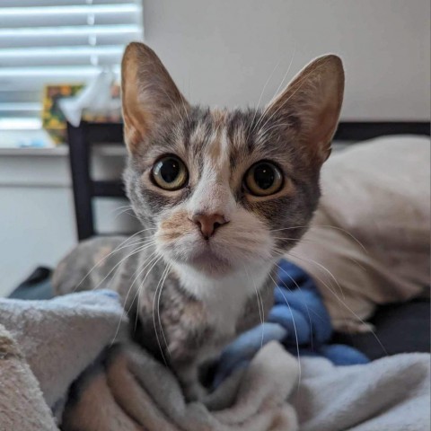 Brookie Brinda, an adoptable Domestic Short Hair in Eagle Mountain, UT, 84005 | Photo Image 5