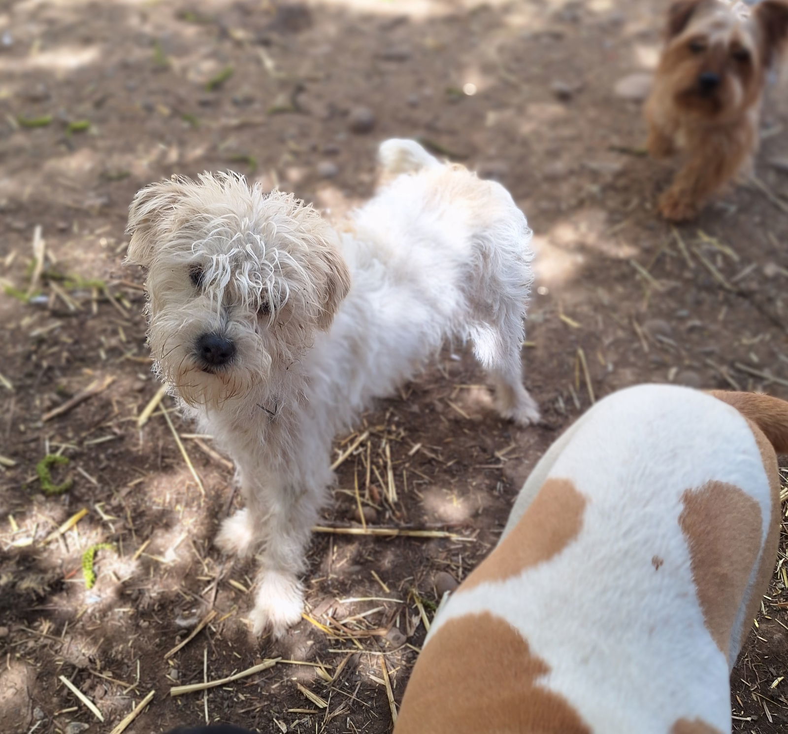 CORBIN, an adoptable Maltese, West Highland White Terrier / Westie in Chico, CA, 95973 | Photo Image 1