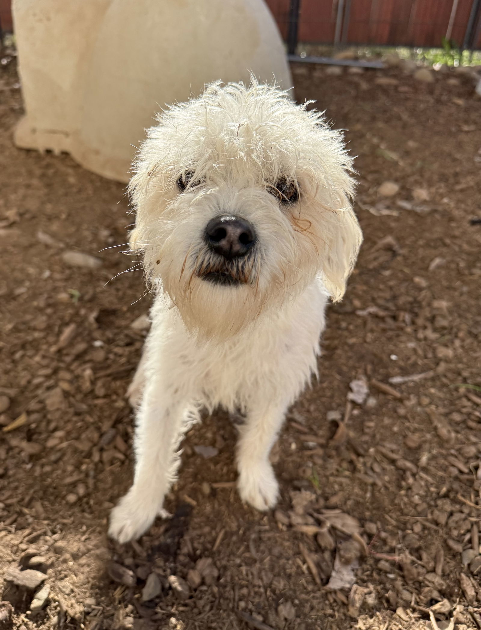 CORBIN, an adoptable Maltese, West Highland White Terrier / Westie in Chico, CA, 95973 | Photo Image 1