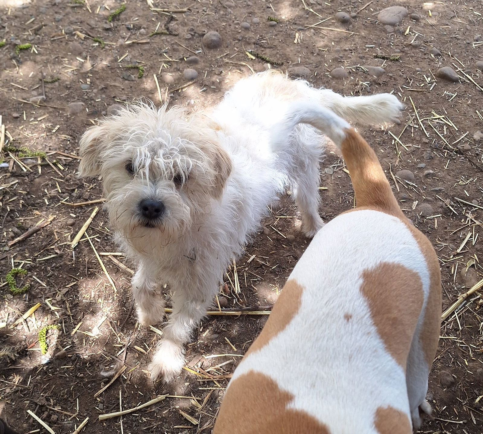 CORBIN, an adoptable Maltese, West Highland White Terrier / Westie in Chico, CA, 95973 | Photo Image 2