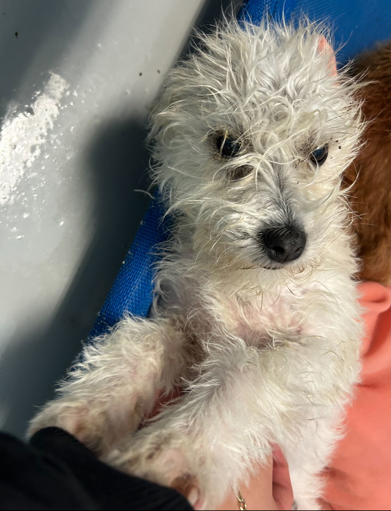 CORBIN, an adoptable Maltese, West Highland White Terrier / Westie in Chico, CA, 95973 | Photo Image 3