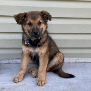 Introducing Bindi a delightful two-month-old Shepherd mix with a spirit as brig