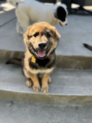 Introducing Chulo a charismatic two-month-old Shepherd mix bursting with person