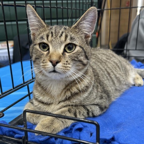 Babe, an adoptable Domestic Short Hair in Bismarck, ND, 58507 | Photo Image 1