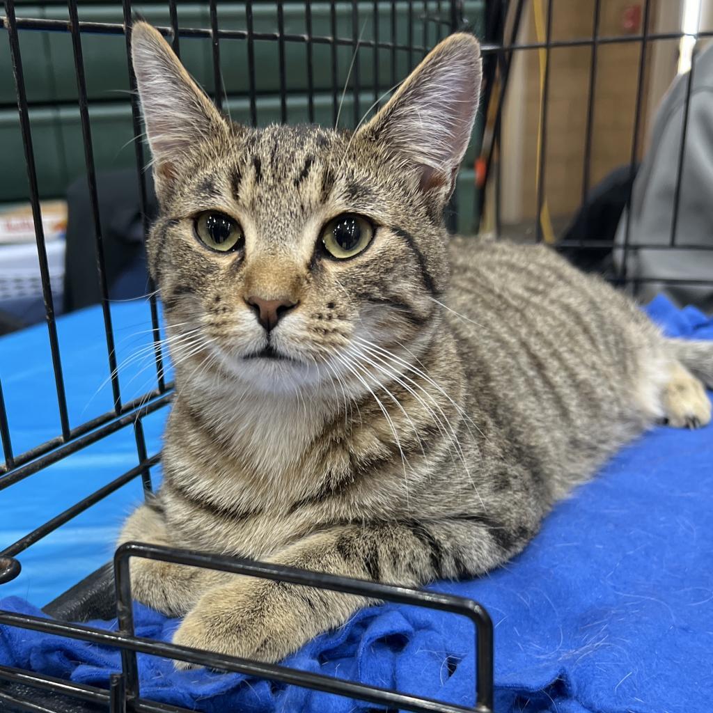 Babe, an adoptable Domestic Short Hair in Bismarck, ND, 58507 | Photo Image 1