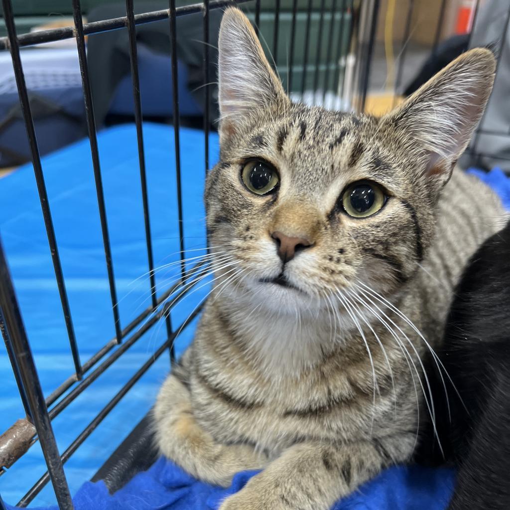 Babe, an adoptable Domestic Short Hair in Bismarck, ND, 58507 | Photo Image 2