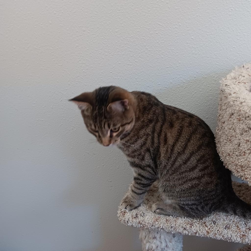 Babe, an adoptable Domestic Short Hair in Bismarck, ND, 58507 | Photo Image 3