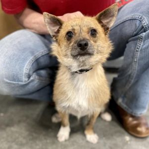 This small little ball of fun is LEWIS Lewis is an active one year old Chihuahua mix He is good