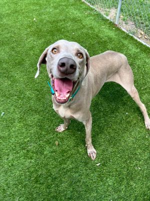 Meet Teagen Teagan is a almost 7 year old female weimaraner that loves to give kisses and cuddle