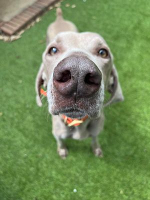 Meet Jett Jett is a almost 7 year old male weimaraner that is the definition