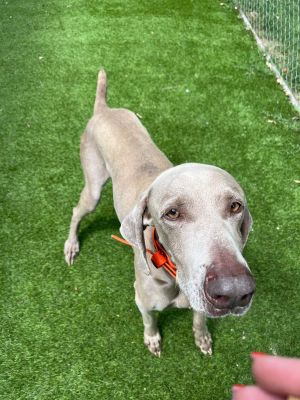 Meet Jett Jett is a almost 7 year old male weimaraner that is the definition of loyal companion