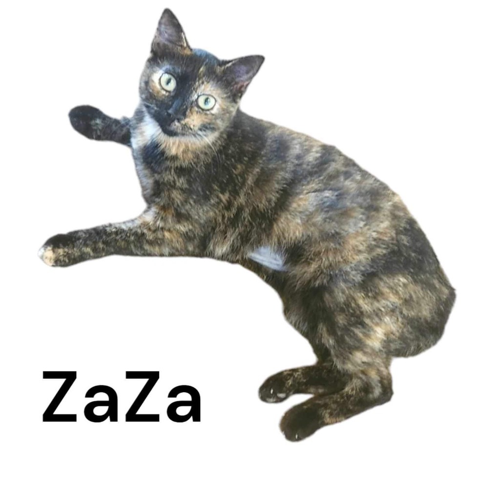 ZaZa, an adoptable Manx in Nashville, GA, 31639 | Photo Image 1