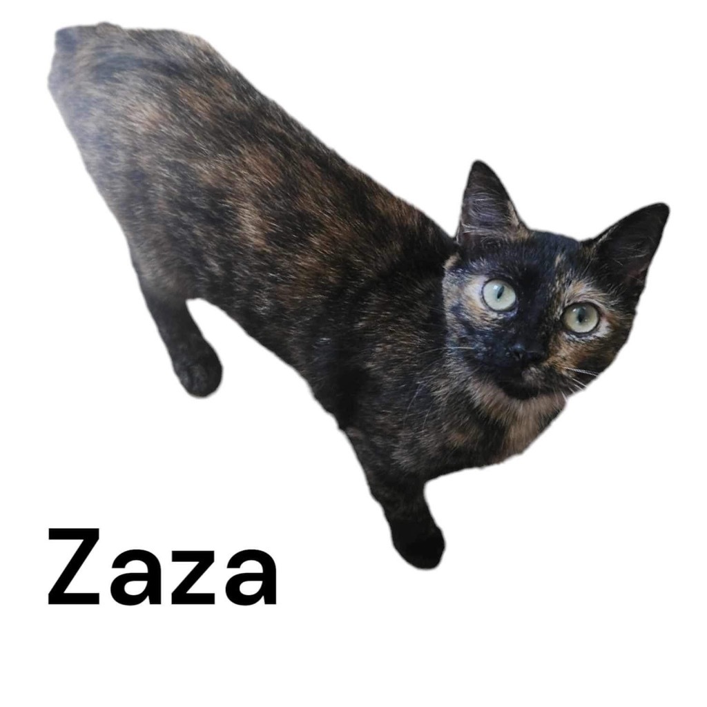 ZaZa, an adoptable Manx in Nashville, GA, 31639 | Photo Image 2