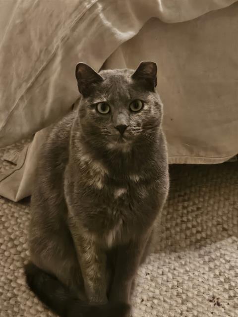 MAC, an adoptable Domestic Short Hair in Fort Walton Beach, FL, 32548 | Photo Image 1
