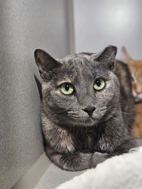 MAC, an adoptable Domestic Short Hair in Fort Walton Beach, FL, 32548 | Photo Image 1