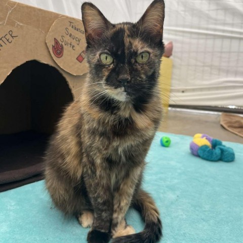 Tabasco, an adoptable Domestic Medium Hair in Taos, NM, 87571 | Photo Image 1