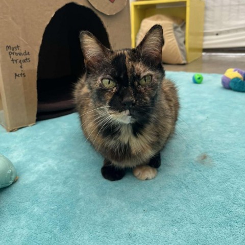 Tabasco, an adoptable Domestic Medium Hair in Taos, NM, 87571 | Photo Image 4