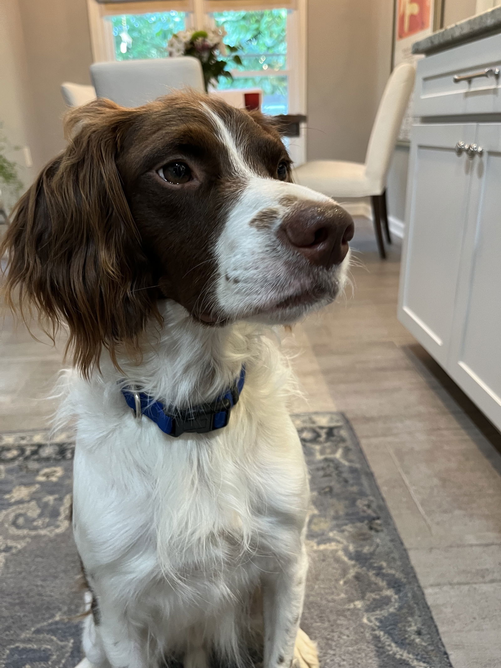 TN/Tucker, an adoptable Brittany Spaniel in Fairfax, OK, 74637 | Photo Image 6