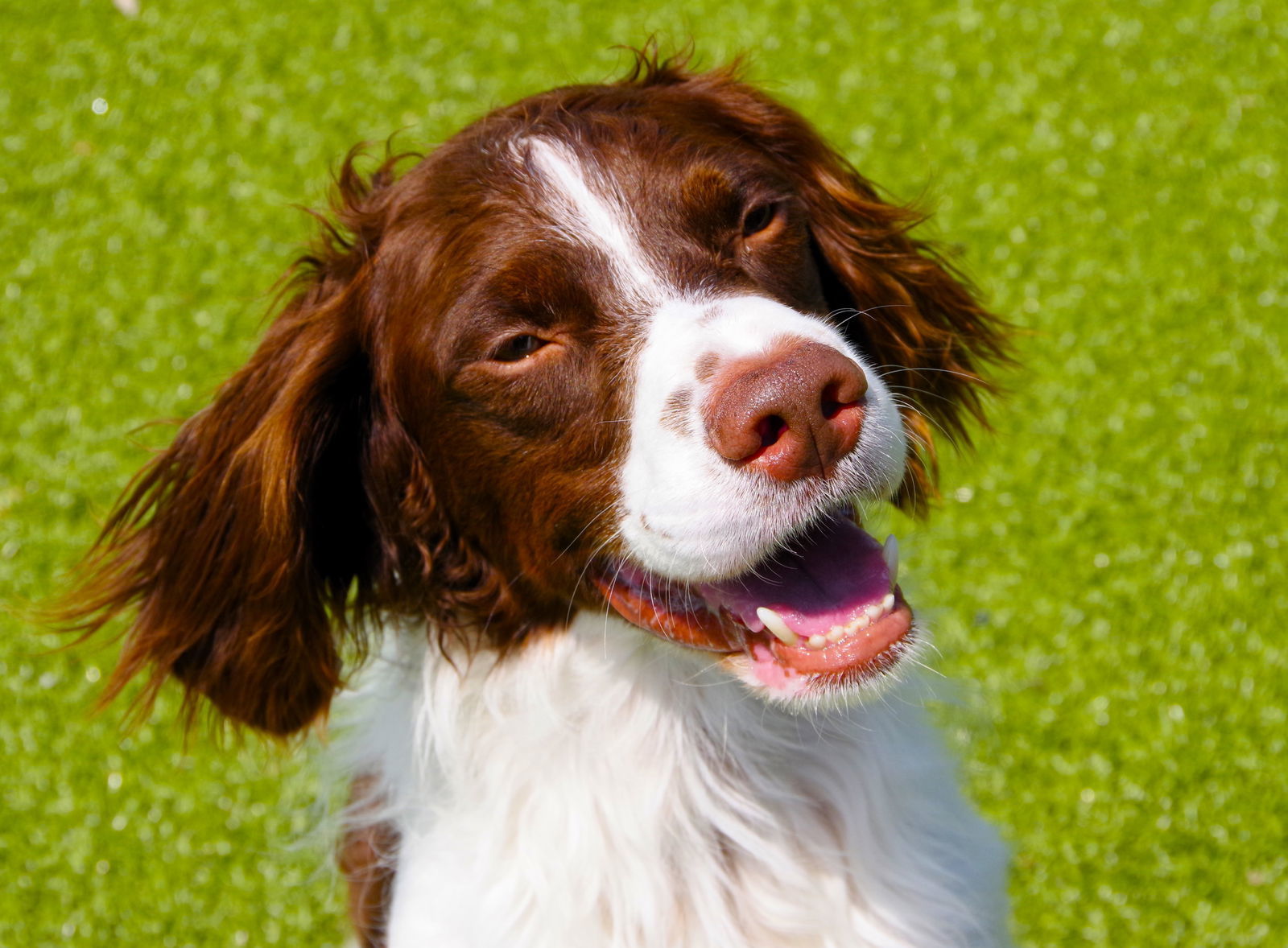 TN/Tucker, an adoptable Brittany Spaniel in Fairfax, OK, 74637 | Photo Image 7