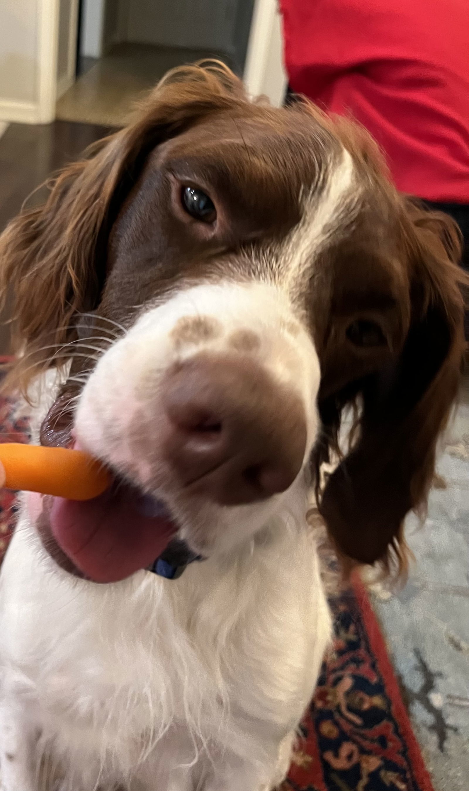 TN/Tucker, an adoptable Brittany Spaniel in Fairfax, OK, 74637 | Photo Image 8