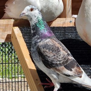 Hey my name is RuPaul Im a gorgeous adult male pigeon looking for my forever home Im a well-man