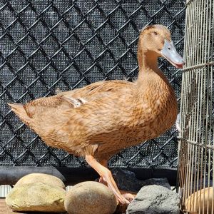 Howdy my name is Patty Im a young female mallard hybrid duck thats busy growing fast My adult f