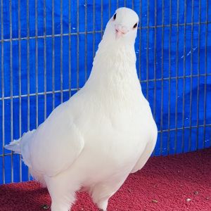 Hey my name is Jaskier Im an adult male King pigeon looking for a roost to call my own Im