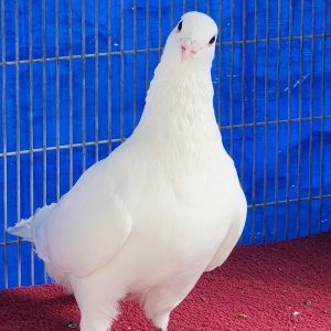 Jaskier Pigeon Bird