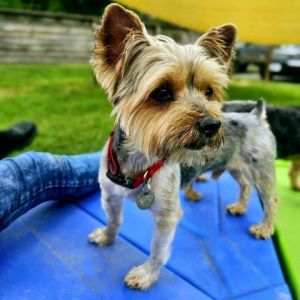 Introducing J Fred a delightful 9-year-old Yorkie weighing 12 pounds who foun