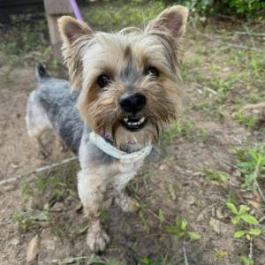 Meet J Fred our spirited 9-year-old Yorkshire Terrier who embodies the perfect blend of energy and