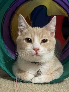 Brody, an adoptable Tabby in Parlier, CA, 93648 | Photo Image 2