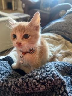 Brody, an adoptable Tabby in Parlier, CA, 93648 | Photo Image 4