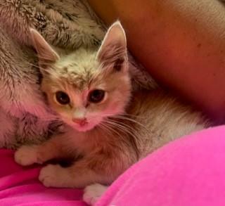 Brody, an adoptable Tabby in Parlier, CA, 93648 | Photo Image 5