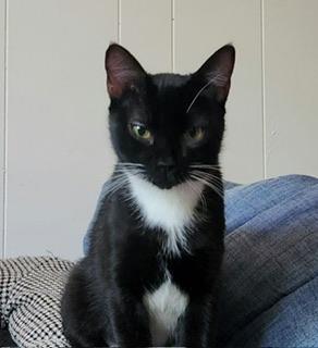 Abby, an adoptable Tuxedo in Parlier, CA, 93648 | Photo Image 1