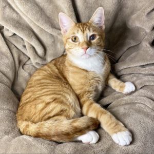 Papaya Domestic Short Hair Cat